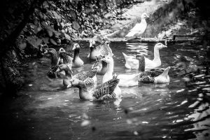Patos en el río en Navarra