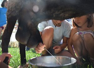 Taller de queso en granja escuela en Navarra