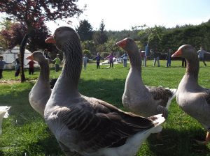 viendo ocas en granja escuela Zuberoa en Navarra