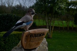 historia del kaiku y del arrendajo