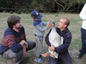 visita a la granja escuela Xuberoa en Navarra con ocas