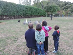 Demostración de perro pastor y ocas en granja Escuela Xuberoa en Larrayoz, Navarra